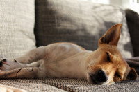 Un chien évanoui sur un canapé