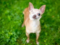 Un Chihuahua borgne assis dans l'herbe dans un jardin