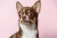 Un Chihuahua avec deux yeux qui louchent sur un fond rose