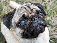 Un chien Carlin avec les yeux blancs à cause d'une cataracte