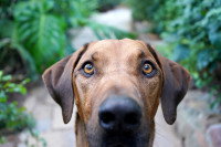 Un chien de chasse avec les pupilles dilatées