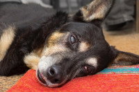 Un chien aveugle couché sur le sol