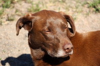 Un chien marron avec les yeux fermés