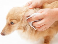 Un chien se fait nettoyer les oreilles