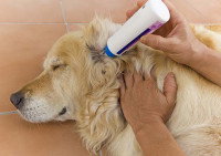 Lavage des oreilles d'un Golden Retriever