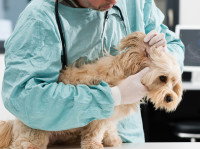 Un chien se faisant ausculter les oreilles par un vétérinaire