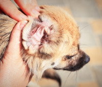Une personne en train d'examiner l'oreille d'un Chihuahua