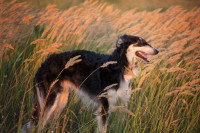 Chien au milieu d'un champ d'épillets