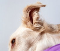 Gros plan sur l'oreille d'un chien allongé