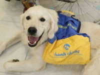 Comment avoir un chien d’assistance quand on est handicapé