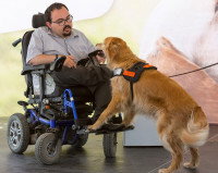 Qu’est-ce qu’un chien d’assistance pour personne handicapée apprend ?