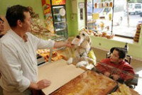 Qu'est-ce qu'un chien d'assistance pour personne handicapée ?