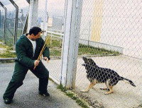 Le dressage pour devenir un chien de garde