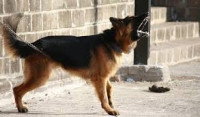 Apprendre au chien à maîtriser ses aboiements