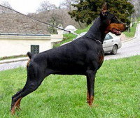 Les qualités d'un bon chien de garde