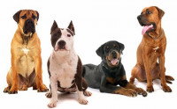 Comment choisir un bon chien de garde ?