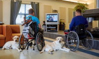 Deux chiens couchés aux côtés de leur maître en chaise roulante