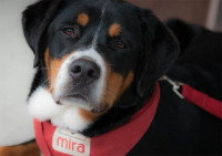 Un chien de soutien pris de face