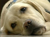 Un Labrador couché