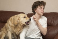 Un chien envahissant à côté de son maître assis sur un canapé