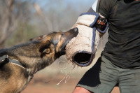 La formation des chiens de lutte contre le braconnage