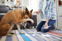 Un chien gêné se fait sermonner après une bêtise 