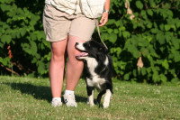 Chien qui se colle à son maître lors d'une promenade