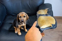 Un chiot qui se faire sermonner pour sa bêtise