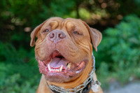 Gros plan sur le visage d'un chien Mastiff