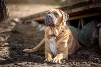 Un chien Tosa Inu allongé au sol