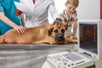 Un chien Mastiff allongé sur une table d'auscultation dans le cabinet d'un vétérinaire