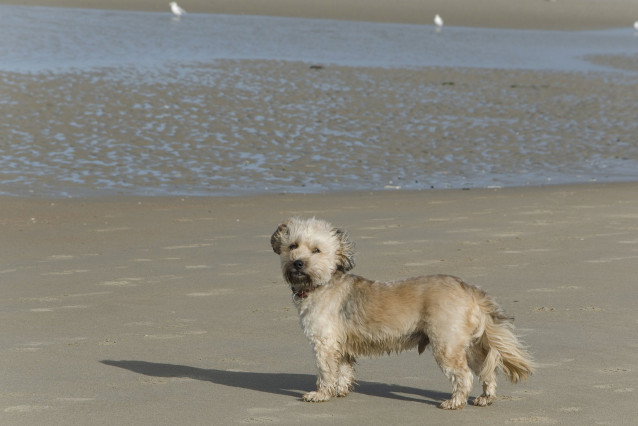 Un chien sur une plage