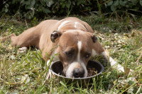 Un Amstaff couché dans l'herbe avec le museau dans sa gamelle