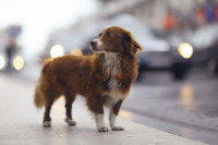 Un chien perdu dans la ville