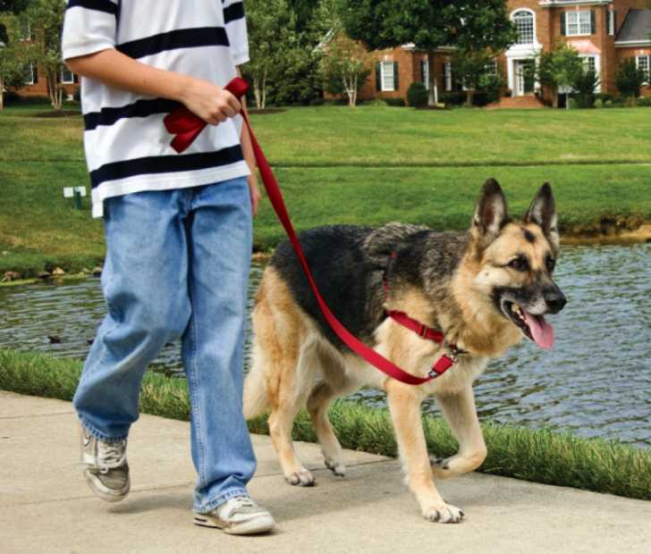 Harnais Easy Walk Pour Chien Le Guide Pour Tout Savoir