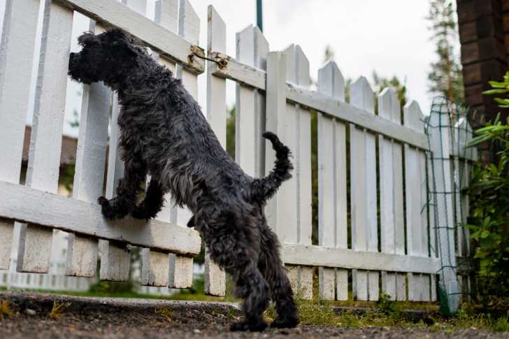 Les Clotures Pour Chien Anti Fugues Electriques Sans Fil