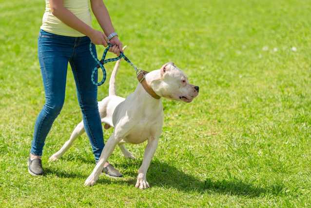 Les laisses pour chien