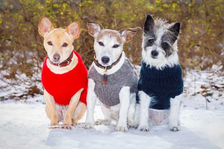 Manteaux et autres vêtements pour chien : le guide complet