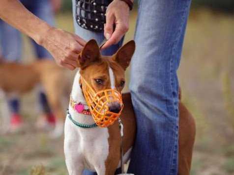 Les muselières pour chien