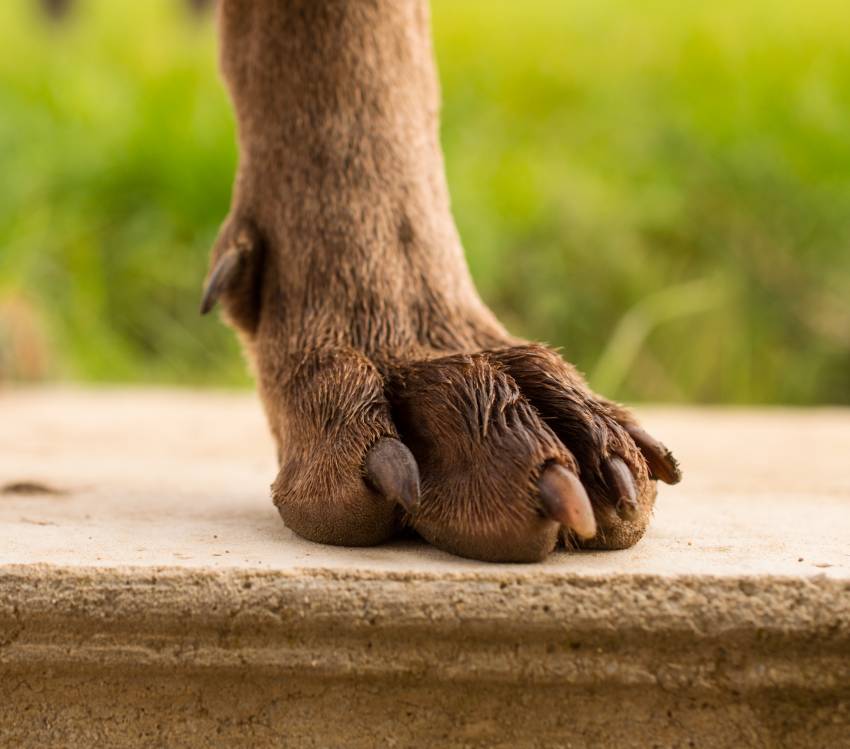 Chien Qui Se Ronge Les Ongles Les ongles (ou griffes) du chien : rôle, usure et entretien