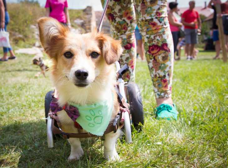 Les prothèses de membres pour chiens