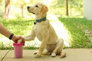 Le nettoyeur de pattes pour chien : quel intérêt, et comment le choisir ?