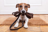 Un Jack Russel avec une laisse en cuir dans la gueule
