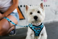 Un Westie porte un harnais bleu
