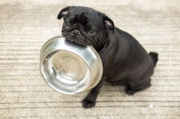 Un chiot Bouledogue noir tient une gamelle en inox dans la gueule