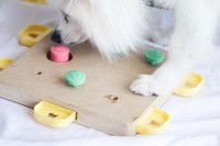 Un chien blanc joue avec un jeu d'intelligence pour chien