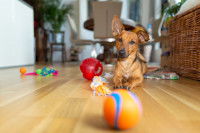 Un chien entouré de ses jouets pour chien