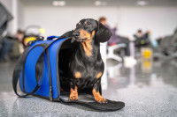 Un Teckel debout dans un sac de transport pour chien