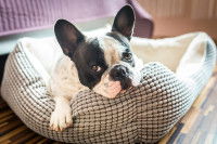 Un Bouledogue Français allongé sur un coussin pour chien