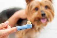 Une brosse à dents pour chien avec du dentifrice